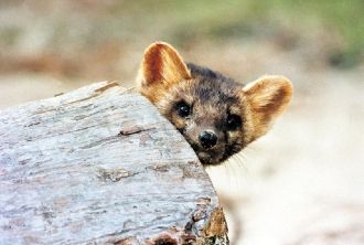 Здесь же расположено и несколько сравнит