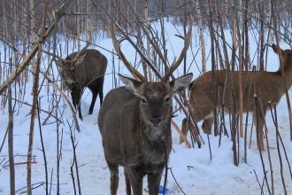 Рельеф низкогорный. Наиболее высокой точ