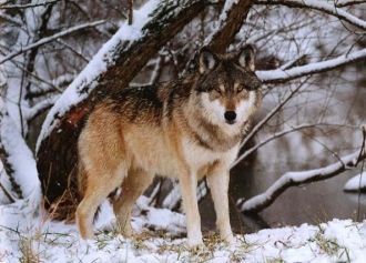 Висимский заповедник является одним из н