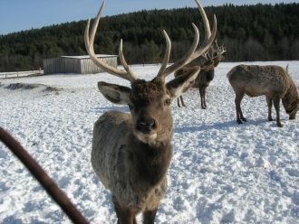 Фауна позвоночных животных: рыбы – 13 ви