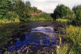 Основные породы древесных растений - ель