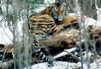 Лето короткое, влажное, часты туманы. Ве