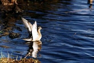 Среди тонких стволов встречаются огромны