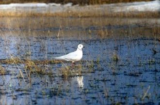 В западной части острова растут невысоки