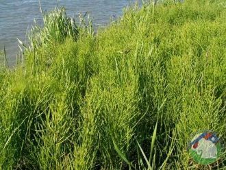 Постоянно пребывают на территории волк, 