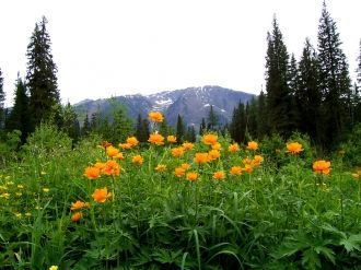 Так, на участке «Подзаплоты» есть редкие