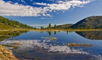 Во флоре сосудистых растений насчитывает