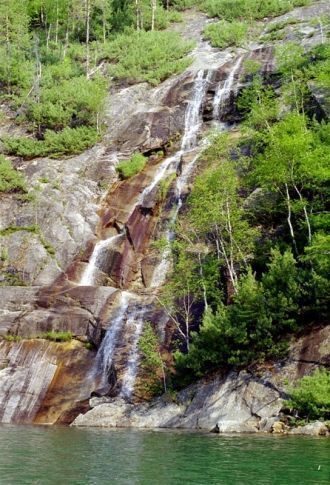 К редким видам Восточной Сибири относят 