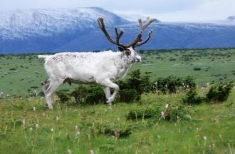 В Вишерском заповеднике проживают народы