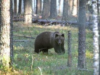 Здесь гнездятся тетерев, глухарь, серый 
