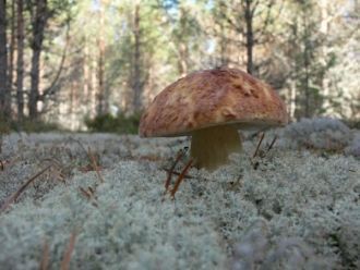 В связи с молодостью территории и влияни