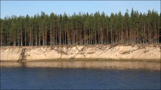 Здесь водится редкий вид сов - филина. Э