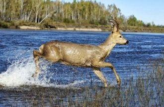 Косули сибирские более крепкие, чем их е