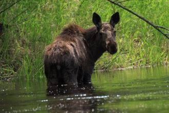Основные сопки: Усть-Норская, Мальцевска