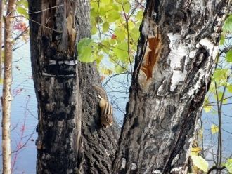 Это уникальное зрелище можно наблюдать с