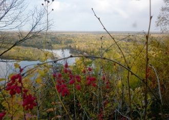 Тесное соседство растений зоны средней и