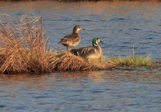 Примечательностью заповедника «Норский» 