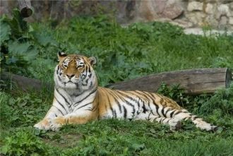 Амурский тигр обитает в заповеднике пост