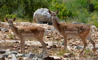 Редко, но всё же залетают чёрный аист и 