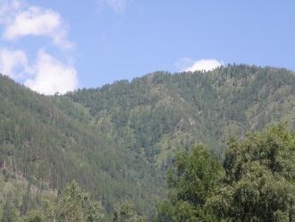 В флоре Ботчинского заповедника насчитыв