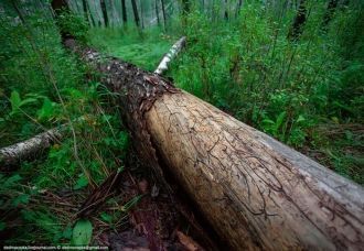 По данным ученых-зоологов, численность м