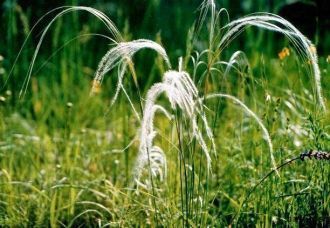 В Красную Книгу России включены встречаю