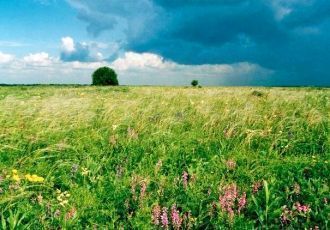 Приволжская лесостепь (заповедник)