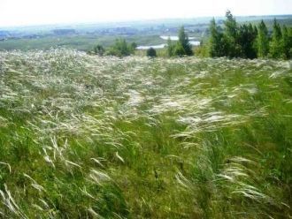 Флора заповедника чрезвычайно разнообраз