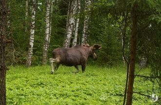 Здесь можно встретить ковыль волосовидны