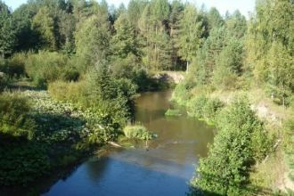 В фауне преобладает лось, кабан, заяц-бе