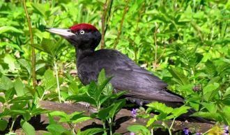 Яльчикский участок расположен рядом с де