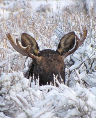Новые участки предназначены для охраны ф