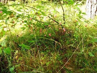 Из редких видов для Чувашии на территори