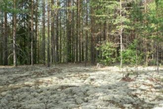 Впоследствии был расширен за счет создан