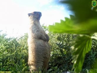 В Красную книгу России из обитающих на т