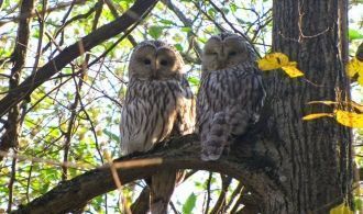 В северной части произрастают великовозр