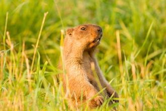 Присурский заповедник