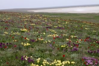 Весной она расцветает коврами ярких поле