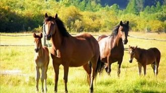 Широкая степь производит огромное впечат