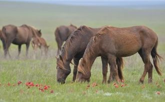 Семейство злаков представлено ковылем (Л