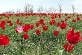 Птицы зачастую становятся индикаторами о