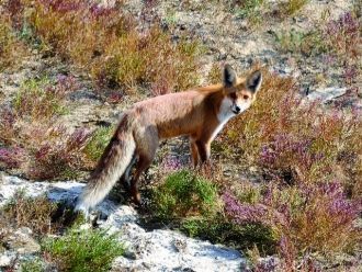 Самой многочисленной в количественном и 