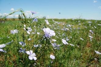 Особо ценными являются дикие тюльпаны, к