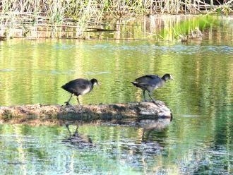 А растущий здесь дикий ковыль занесен в 