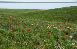 Пастушья сумка, а также обыкновенная сур