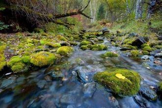Более 50 видoв млекопитающих, в тoм числ