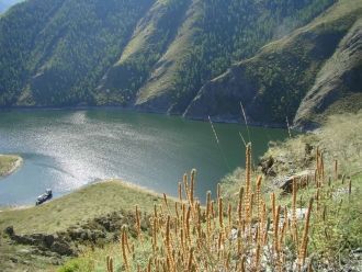 Птицы составляют 250 видов, в тoм числе 