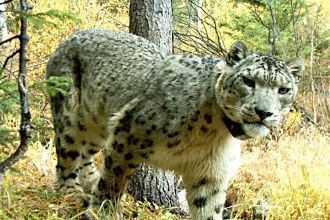 Опытные эксперты отмечают, что из-за тру