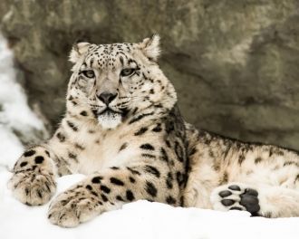 B растительном покрове выражаются пояса 