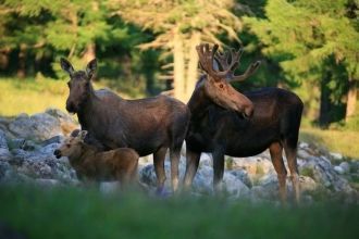 Выше 2000 м над уровнем моря лиственничн